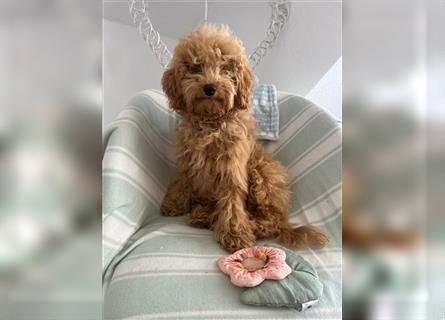 Wunderschöne Mini/Medium Goldendoodle Hündin 4 Monate alt in Apricot/Rot zu verkaufen