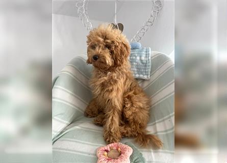 Wunderschöne Mini/Medium Goldendoodle Hündin 4 Monate alt in Apricot/Rot zu verkaufen