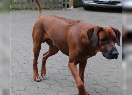 Rhodesien Ridgback Welpen