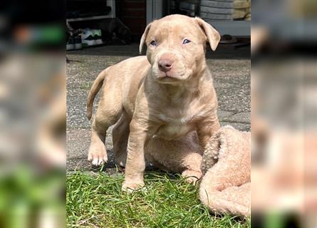 American XL Bully Welpen TOP VERPAARUNG ABKC Papiere