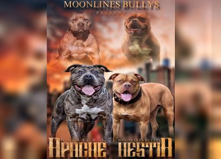 American XL Bully Welpen TOP VERPAARUNG ABKC Papiere