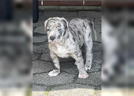 American XL Bully Welpen TOP VERPAARUNG ABKC Papiere