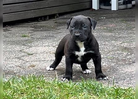 American XL Bully Welpen TOP VERPAARUNG ABKC Papiere