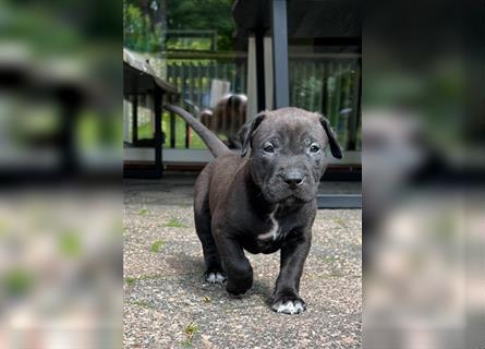 American XL Bully Welpen TOP VERPAARUNG ABKC Papiere