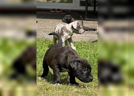 American XL Bully Welpen TOP VERPAARUNG ABKC Papiere