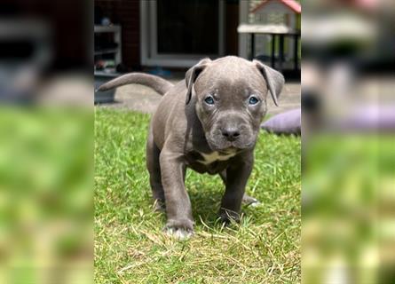 American XL Bully Welpen TOP VERPAARUNG ABKC Papiere