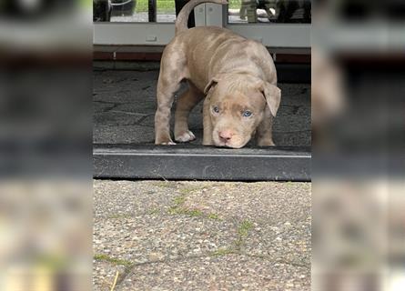 American XL Bully Welpen TOP VERPAARUNG ABKC Papiere