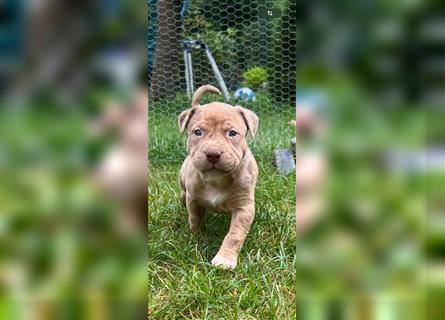 American XL Bully Welpen TOP VERPAARUNG ABKC Papiere