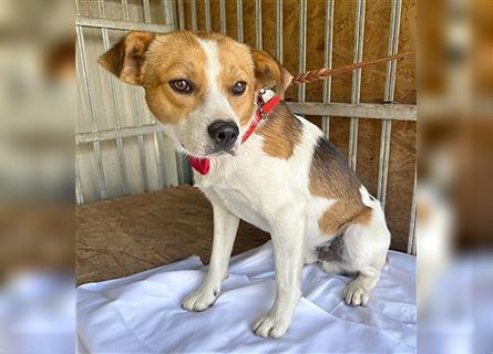 (R)* ❤️ hübscher Beagle-Mix RUDI - 1,5 Jahre, 40cm/15kg