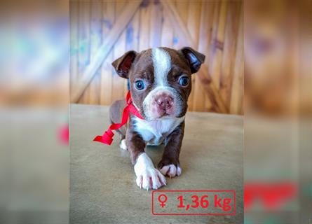 Boston Terrier Welpen