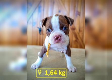 Boston Terrier Welpen