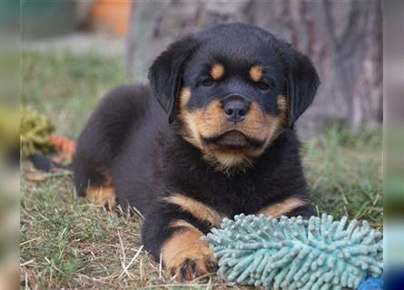 Rottweiler Welpen mit ADRK Papieren