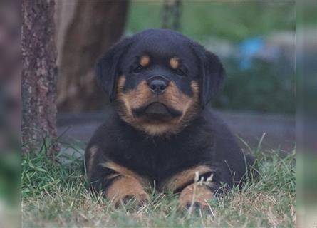 Rottweiler Welpen mit ADRK Papieren