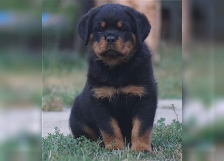 Rottweiler Welpen mit ADRK Papieren