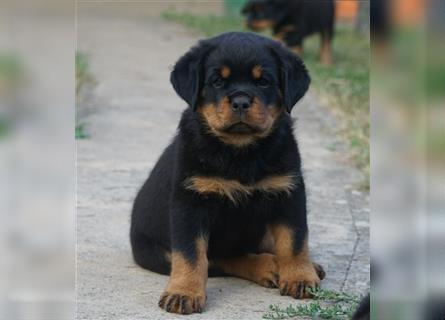 Rottweiler Welpen mit ADRK Papieren