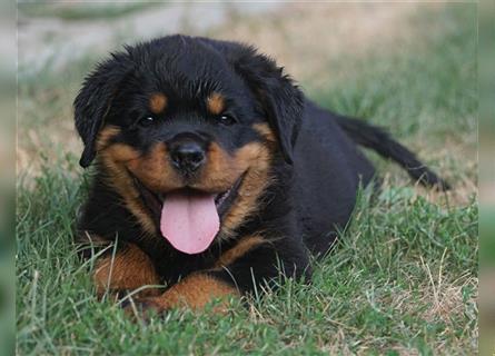 Rottweiler Welpen mit ADRK Papieren