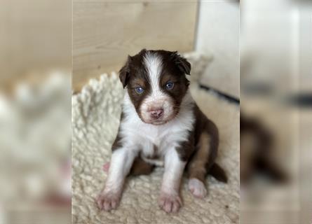 Reinrassige Australian Shepherd Welpen 27.07.2024