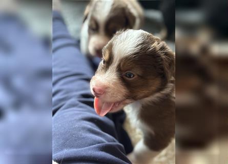 Reinrassige Australian Shepherd Welpen 27.07.2024