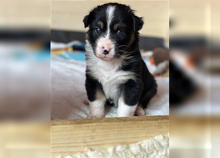 Reinrassige Australian Shepherd Welpen 27.07.2024