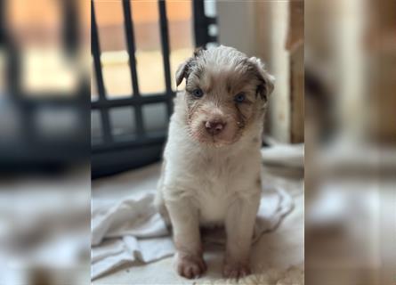 Reinrassige Australian Shepherd Welpen 27.07.2024