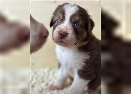 Reinrassige Australian Shepherd Welpen 27.07.2024