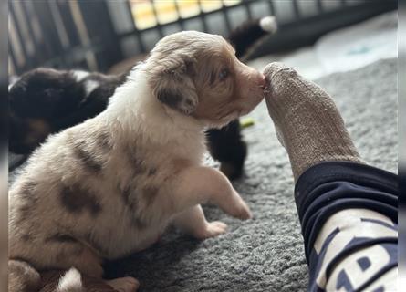 Reinrassige Australian Shepherd Welpen 27.07.2024