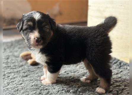 Reinrassige Australian Shepherd Welpen 27.07.2024