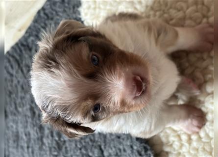 Reinrassige Australian Shepherd Welpen 27.07.2024