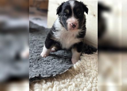 Australian Shepherd Hündin