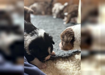 Australian Shepherd Hündin