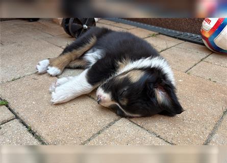 Australian Shepherd Hündin