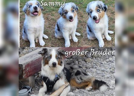 Welpen/Goldy-Collie- Aussie/ Rüde - Hündin / Abgabebereit