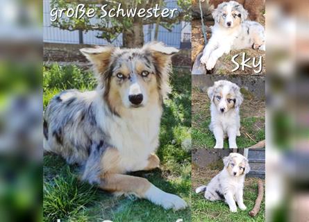 Welpen/Goldy-Collie- Aussie/ Rüde - Hündin / Abgabebereit