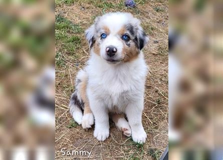 Welpen/Goldy-Collie- Aussie/ Rüde - Hündin / Abgabebereit