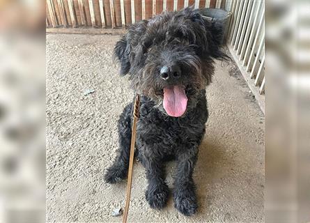 lieber HENRY-Opi - 12 Jahre, 45cm/20kg - Schnauzer-Puli-Mix