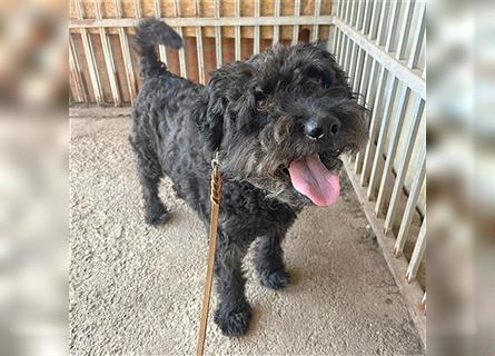 lieber HENRY-Opi - 12 Jahre, 45cm/20kg - Schnauzer-Puli-Mix