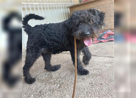 lieber HENRY-Opi - 12 Jahre, 45cm/20kg - Schnauzer-Puli-Mix