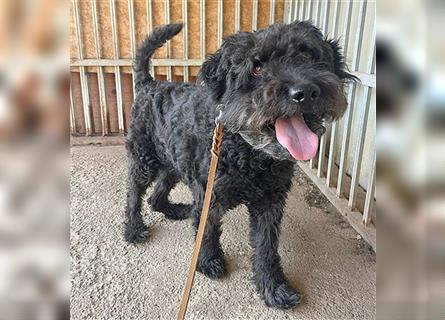 lieber HENRY-Opi - 12 Jahre, 45cm/20kg - Schnauzer-Puli-Mix