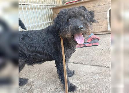 lieber HENRY-Opi - 12 Jahre, 45cm/20kg - Schnauzer-Puli-Mix