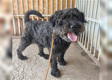 lieber HENRY-Opi - 12 Jahre, 45cm/20kg - Schnauzer-Puli-Mix