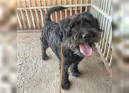 lieber HENRY-Opi - 12 Jahre, 45cm/20kg - Schnauzer-Puli-Mix