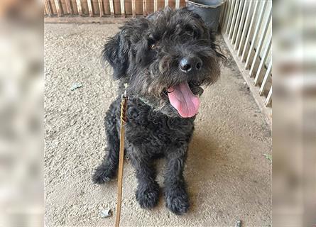 lieber HENRY-Opi - 12 Jahre, 45cm/20kg - Schnauzer-Puli-Mix