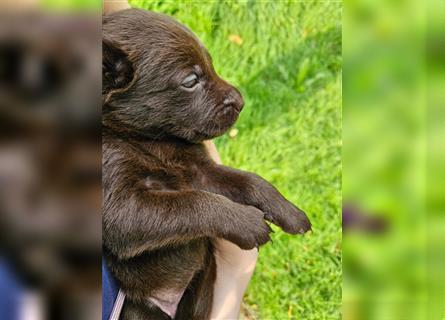 Reinrassige Labrador welpen