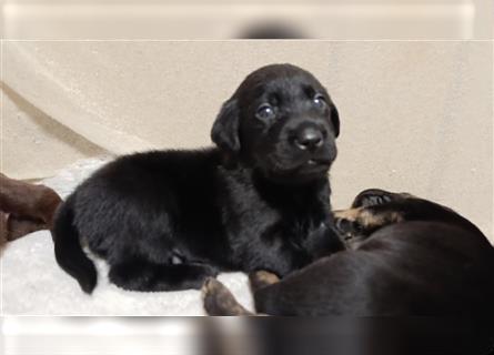 Reinrassige Labrador welpen