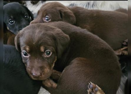 Reinrassige Labrador welpen