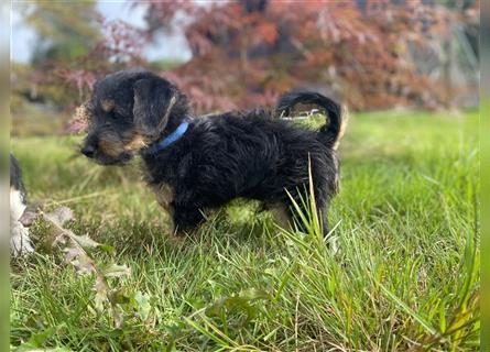 Süßer Jack Russell Zwergpudel Mix Welpe sucht liebevolles Zuhause!