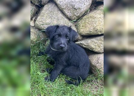 Süßer Jack Russell Zwergpudel Mix Welpe sucht liebevolles Zuhause!