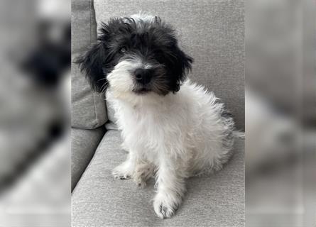 Süßer Jack Russell Zwergpudel Mix Welpe sucht liebevolles Zuhause!