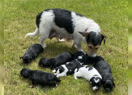 Jack Russel Zwergpudel Mischlingswelpen Abgabebereit gechipt und geimpft