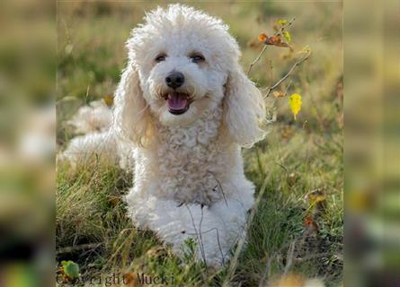 Jack Russel Zwergpudel Mischlingswelpen Abgabebereit gechipt und geimpft